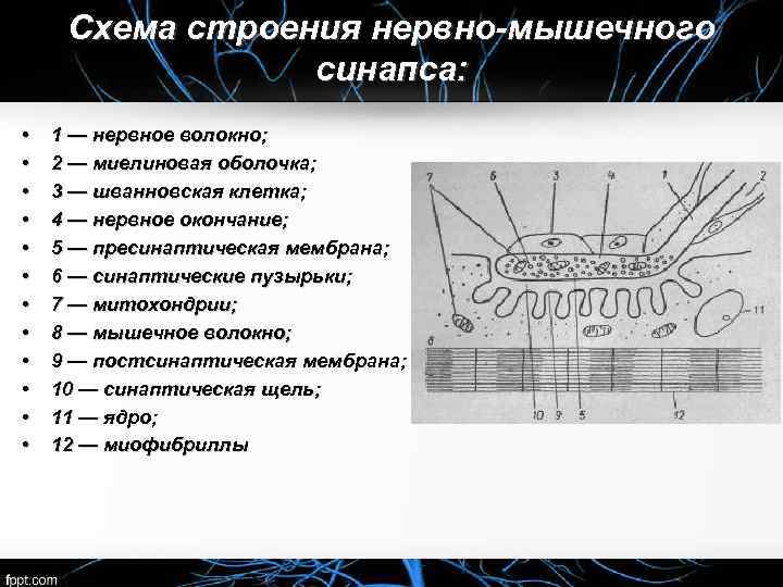 Схема строения нервно-мышечного синапса: • • • 1 — нервное волокно; 2 — миелиновая