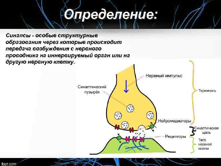 Определение: Синапсы - особые структурные образования через которые происходит передача возбуждения с нервного проводника