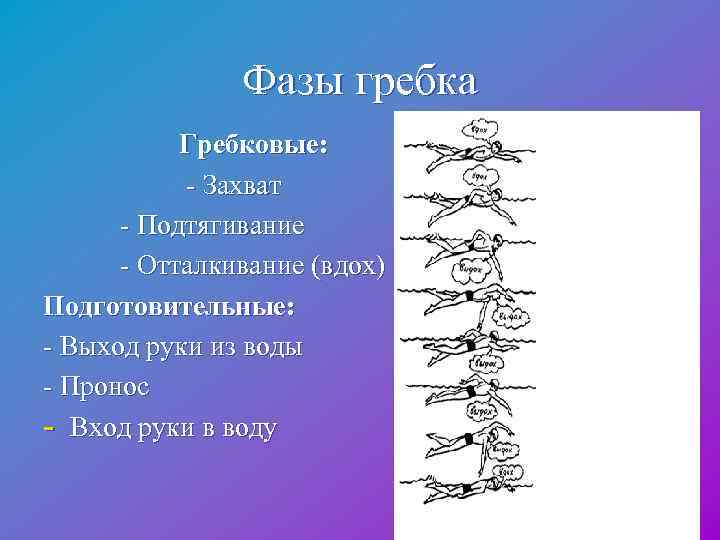  Фазы гребка Гребковые: - Захват - Подтягивание - Отталкивание (вдох) Подготовительные: - Выход