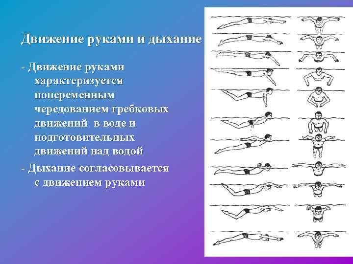 Движение руками и дыхание - Движение руками характеризуется попеременным чередованием гребковых движений в воде