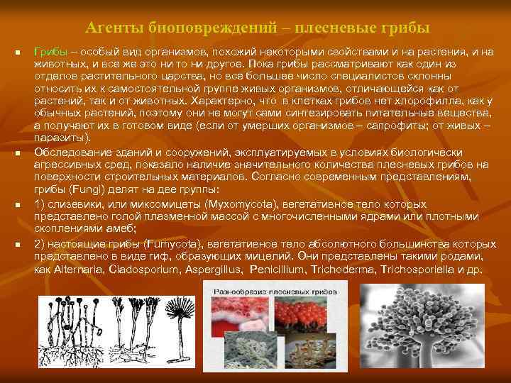 Агенты биоповреждений – плесневые грибы n n Грибы – особый вид организмов, похожий некоторыми