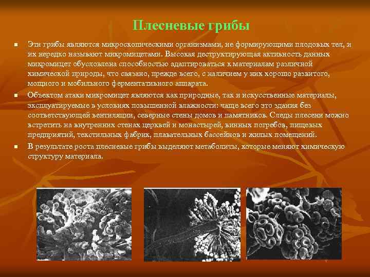 Плесневые грибы n n n Эти грибы являются микроскопическими организмами, не формирующими плодовых тел,