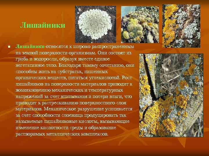 Лишайники n Лишайники относятся к широко распространенным на земной поверхности организмам. Они состоят из