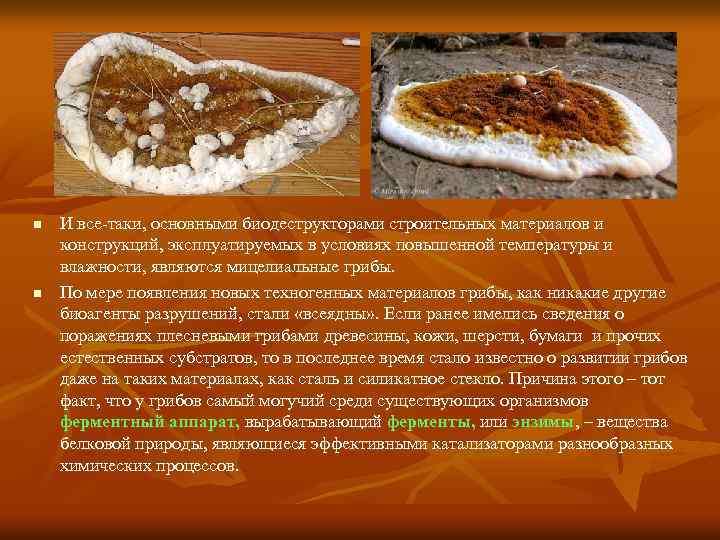 n n И все-таки, основными биодеструкторами строительных материалов и конструкций, эксплуатируемых в условиях повышенной