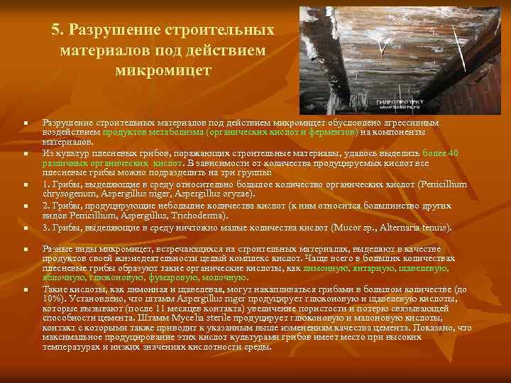 5. Разрушение строительных материалов под действием микромицет n n n n Разрушение строительных материалов