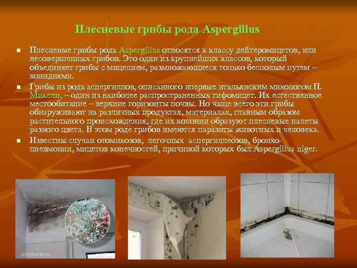 Плесневые грибы рода Aspergillus n n n Плесневые грибы рода Aspergillus относятся к классу