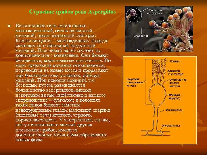 Строение грибов рода Aspergillus n Вегетативное тело аспергиллов – многоклеточный, очень ветвистый мицелий, пронизывающий