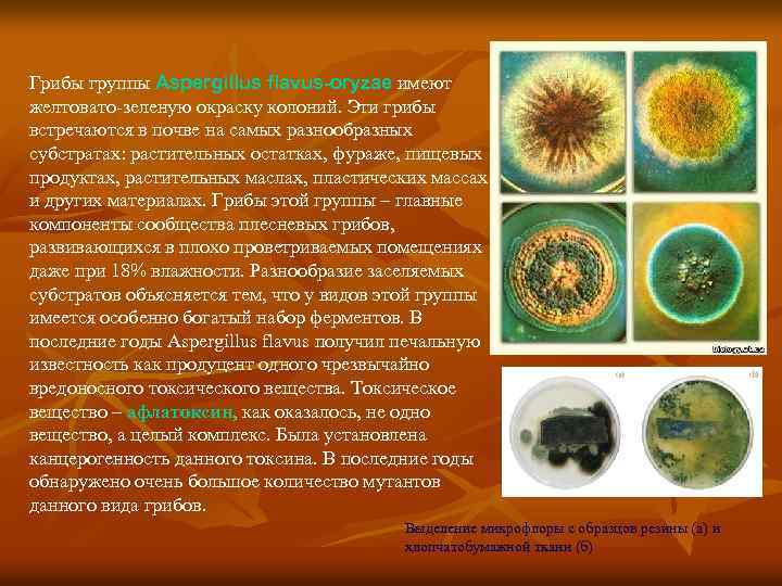 Грибы группы Aspergillus flavus-oryzae имеют желтовато-зеленую окраску колоний. Эти грибы встречаются в почве на