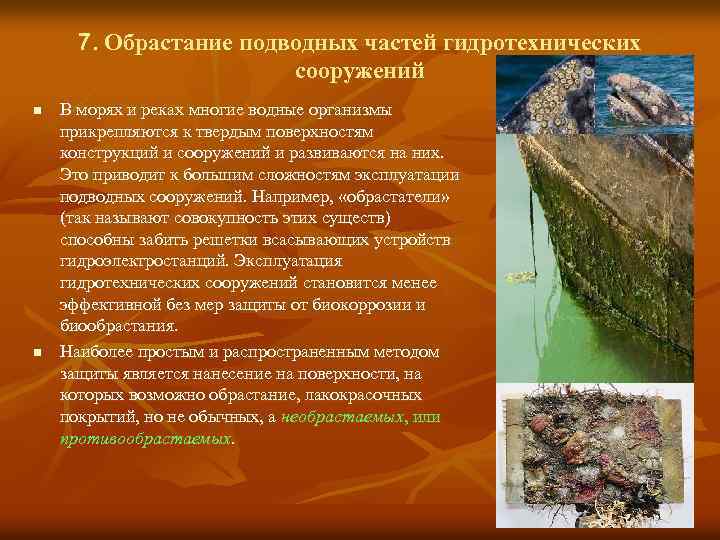7. Обрастание подводных частей гидротехнических сооружений n n В морях и реках многие водные