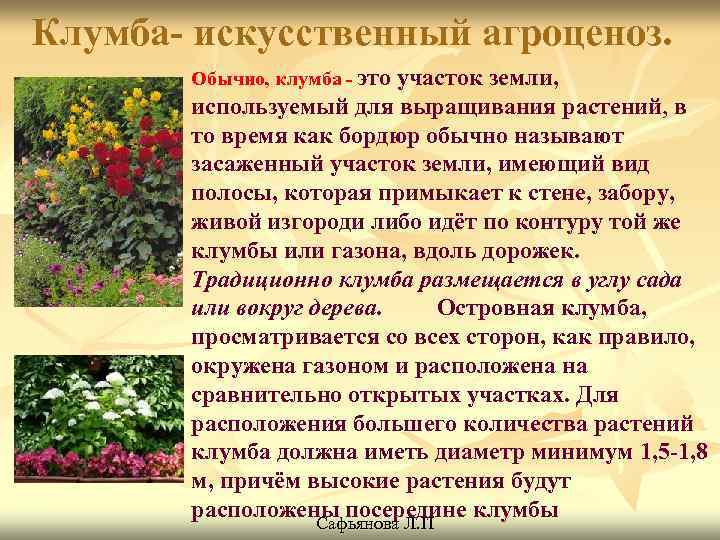 Клумба- искусственный агроценоз. Обычно, клумба - это участок земли, используемый для выращивания растений, в
