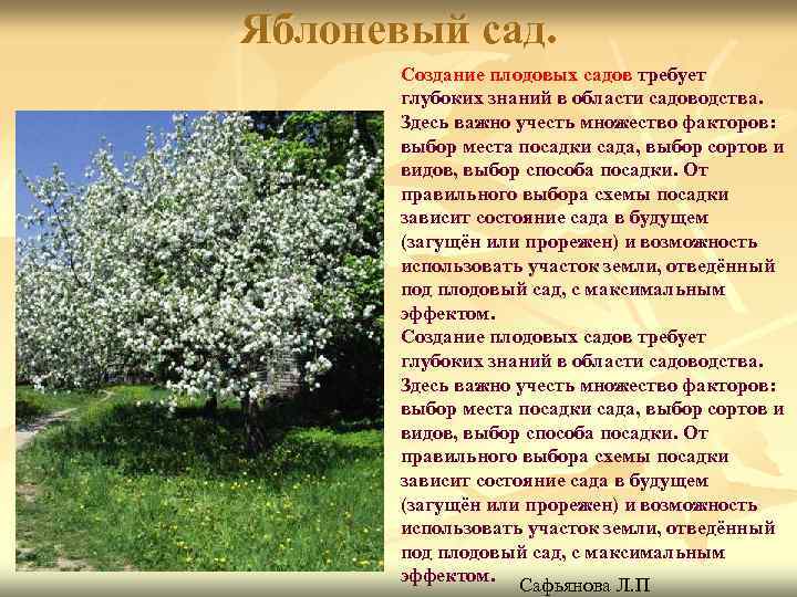 Яблоневый сад. Создание плодовых садов требует глубоких знаний в области садоводства. Здесь важно учесть