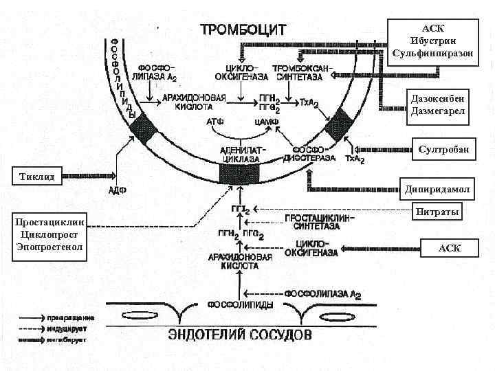 АСК Ибустрин Сульфинпиразон Дазоксибен Дазмегарел Султробан Тиклид Дипиридамол Простациклин Циклопрост Эпопростенол Нитраты АСК 10
