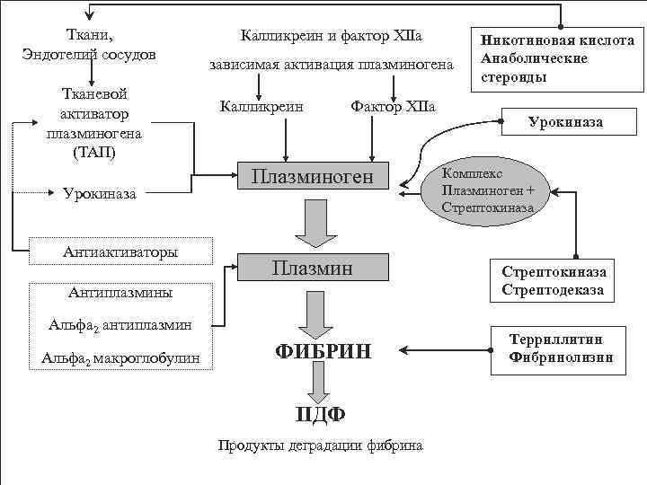 Ткани, Эндотелий сосудов Тканевой активатор плазминогена (ТАП) Урокиназа Антиактиваторы Калликреин и фактор XIIа зависимая