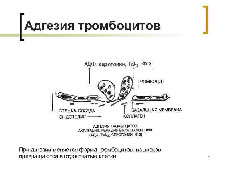 Адгезия тромбоцитов При адгезии меняется форма тромбоцитов: из дисков превращаются в отростчатые клетки 6