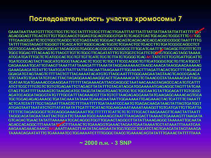 Последовательность участка хромосомы 7 GAAATAATGTTTTCCTTCTCCTATTTTGTCCTTTACTTCAATTTATTTATTATTAATATTATTATTTTTTG AGACGGAGTTTCACTCTTGTTGCCAACCTGGAGTGCAGTGGCGTGATCTCAGCTCACTGCACACTCCGCTTTCC/TGG TTTCAAGCGATTCTCCTGCCTCAGCCTCCTGAGTAGCTGGGACTACAGTCACACACCACCACGCCCGGCTAATTTTTG TATTTTTAGTAGAGTTGGGGTTTCACCATGTTGGCCAGACTGGTCTCGAACTCCTGACCTTGTGATCCGCCAGCCTCT GCCTCCCAAAGAGCTGGGATTACAGGCGTGAGCCACCGCGCTCGGCCCTTTGCATCAATTTCTACAGCTTGTTTTCTT TGCCTGGACTTTACAAGTCTTACCTTGTTCTGCCTTCAGATATTTGTGTGGTCTCATTCTGGTGTGCCAGTAGCTAAAA ATCCATGATTTGCTCTCATCCCACTCCTGTTGTTCATCTCCTCTTATCTGGGGTCACA/CTATCTCTTCGTGATTGCATTC TGATCCCCAGTACTTAGCATGTGCGTAACAACTCTGCTTTCCCAGGCTGTTGATGGGGTGCTGTTCATGCCT CAGAAAAATGCATTGTAAGTTAAATTATTAAAGATTTTAAATATAGGAAAAAAGTAAGCAAACATAAGGAACAAAAAG GAAAGAACATGTATTCTAATCCATTATTATACAATTAAGAAATTTGGAAACTTTAGATTACACTGCTTTTAGAGAT