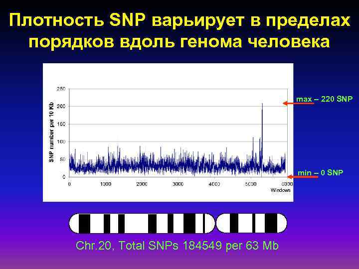 Плотность SNP варьирует в пределах порядков вдоль генома человека max – 220 SNP min