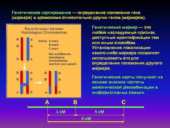 Генетическая карта это. Генетические карты методы картирования хромосом. Картирование Гена. Методы картирования хромосом человека. Методы генетического картирования хромосом человека.