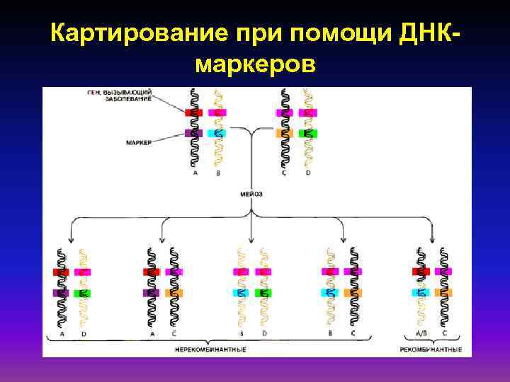 Презентация геномика и протеомика