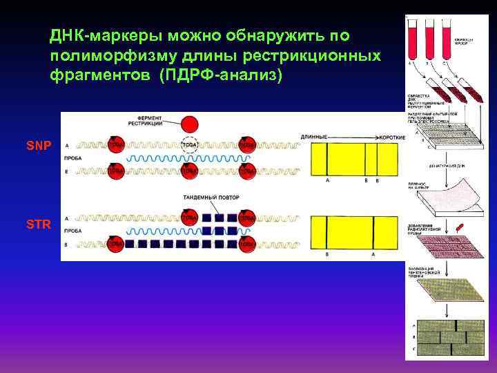 ДНК-маркеры можно обнаружить по полиморфизму длины рестрикционных фрагментов (ПДРФ-анализ) SNP STR 