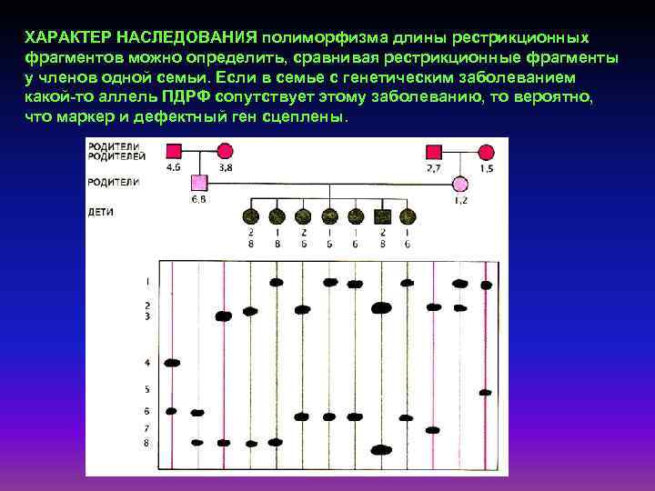 ХАРАКТЕР НАСЛЕДОВАНИЯ полиморфизма длины рестрикционных фрагментов можно определить, сравнивая рестрикционные фрагменты у членов одной