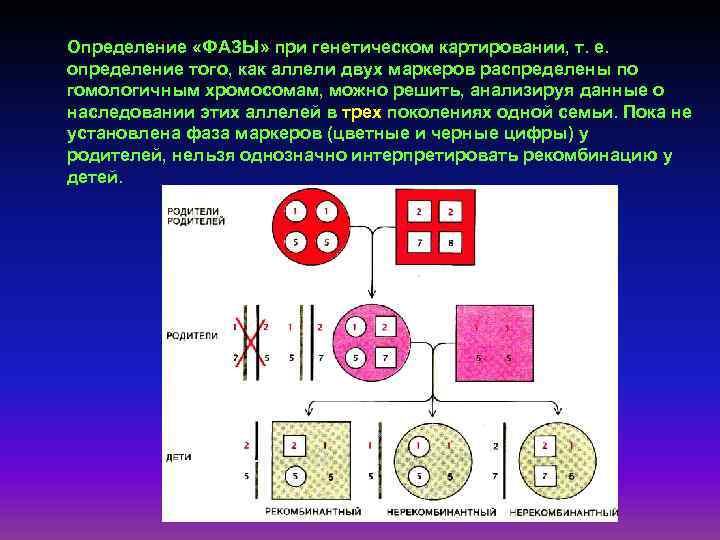 Определение «ФАЗЫ» при генетическом картировании, т. е. определение того, как аллели двух маркеров распределены