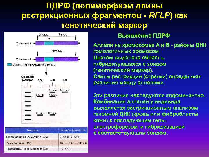 Презентация геномика и протеомика