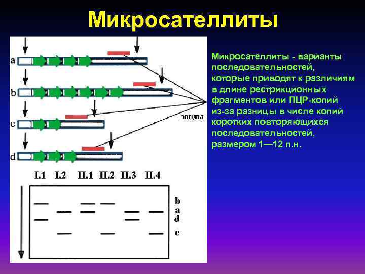 Рестрикционная карта хромосом