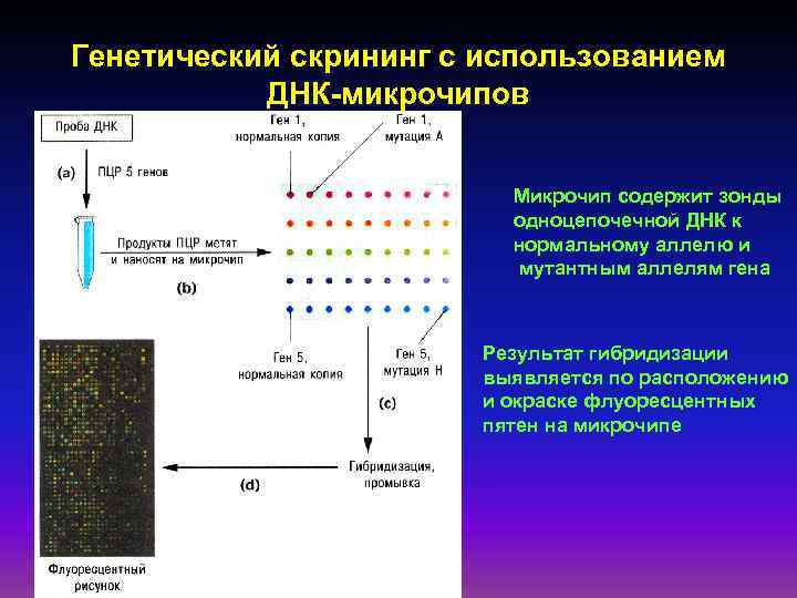 Генетическая диаграмма рухина