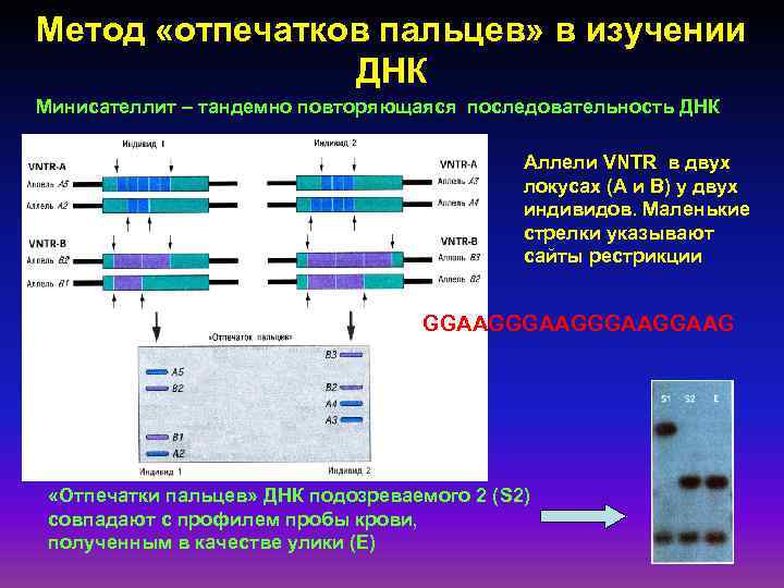 Метод «отпечатков пальцев» в изучении ДНК Минисателлит – тандемно повторяющаяся последовательность ДНК Аллели VNTR