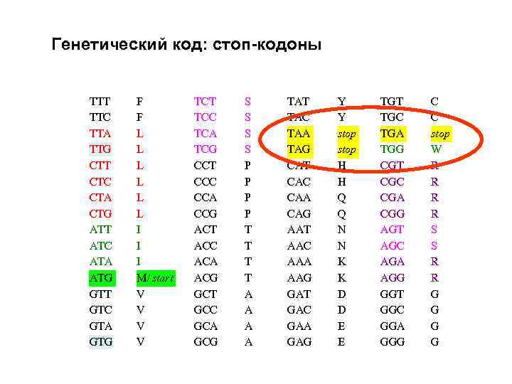 Генетический код: стоп-кодоны TTT TTC TTA TTG CTT CTC CTA CTG ATT ATC ATA