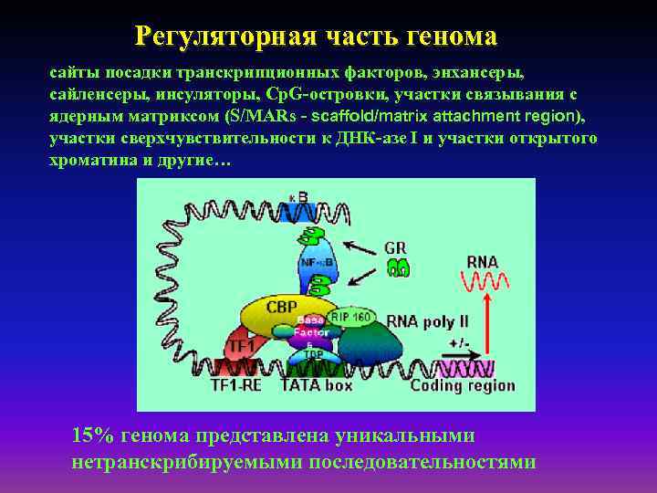 Регуляторная часть генома сайты посадки транскрипционных факторов, энхансеры, сайленсеры, инсуляторы, Cp. G-островки, участки связывания