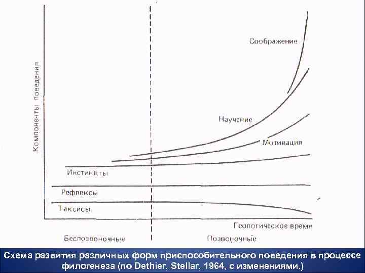 Схема развития различных форм приспособительного поведения в процессе филогенеза (по Dethier, Stellar, 1964, с