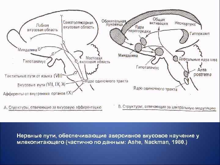Нервные пути, обеспечивающие аверсивное вкусовое научение у млекопитающего (частично по данным: Ashe, Nackman, 1980.