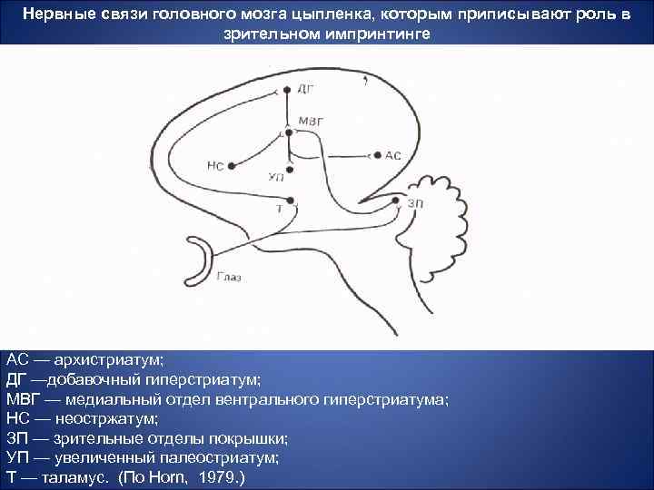 Нервные связи головного мозга цыпленка, которым приписывают роль в зрительном импринтинге АС — архистриатум;