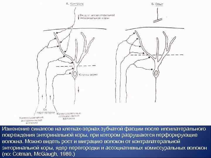 Изменение синапсов на клетках-зернах зубчатой фасции после ипсилатерального повреждения энторинальной коры, при котором разрушаются