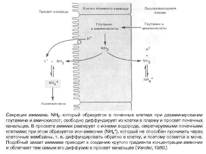 Схема выделения аммиака с мочой