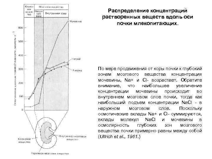 Распределение концентраций растворенных веществ вдоль оси почки млекопитающих. По мере продвижения от коры почки