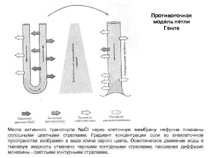 Противоточная модель петли Генле Места активного транспорта Na. Cl через клеточную мембрану нефрона показаны