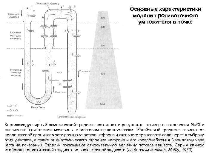 Основные характеристики модели противоточного умножителя в почке Кортикомедуллярный осмотический градиент возникает в результате активного