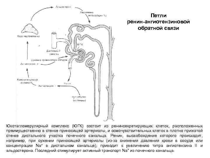 Петли ренин-ангиотензиновой обратной связи Юкстагломерулярный комплекс (ЮГК) состоит из ренинсекретирующих клеток, расположенных преимущественно в