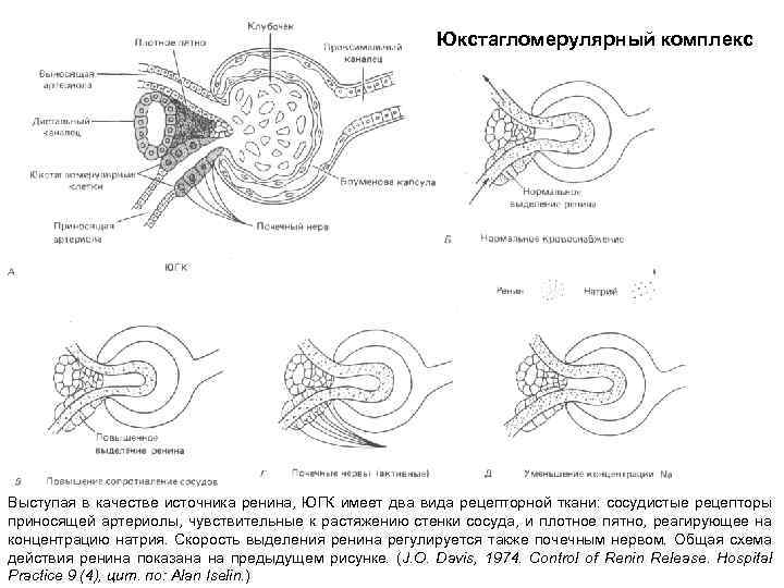 Юкстагломерулярный комплекс Выступая в качестве источника ренина, ЮГК имеет два вида рецепторной ткани: сосудистые