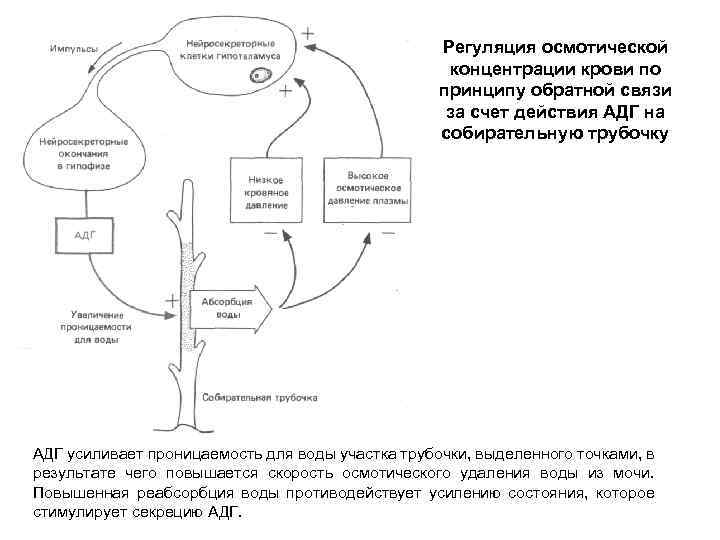 Регуляция осмотической концентрации крови по принципу обратной связи за счет действия АДГ на собирательную