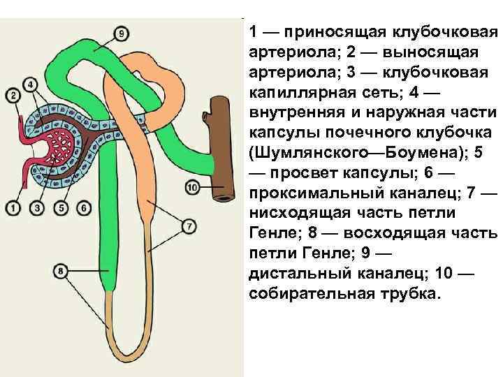 Двойная капиллярная сеть в почках схема