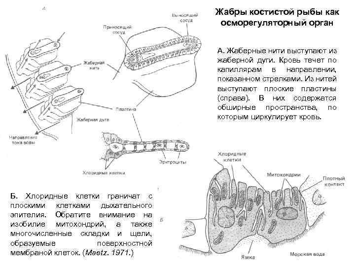 Жабры костистой рыбы как осморегуляторный орган А. Жаберные нити выступают из жаберной дуги. Кровь