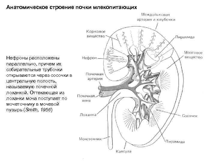 Схема строения почек млекопитающих 7 класс