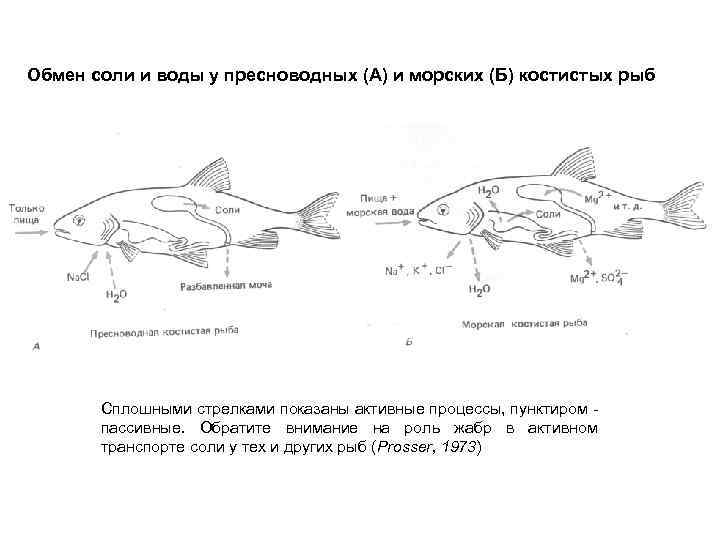 Обмен соли и воды у пресноводных (А) и морских (Б) костистых рыб Сплошными стрелками