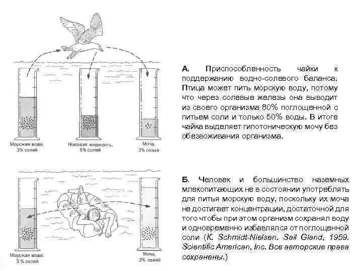 А. Приспособленность чайки к поддержанию водно-солевого баланса. Птица может пить морскую воду, потому что