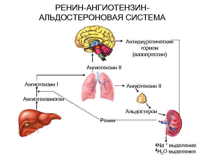 РЕНИН-АНГИОТЕНЗИНАЛЬДОСТЕРОНОВАЯ СИСТЕМА Антидиуретический гормон (вазопрессин) Ангиотензин II Ангиотензиноген Альдостерон Ренин Na + выделение H