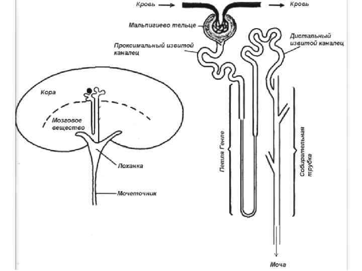 Опишите работу нефрона по следующему плану 8 класс