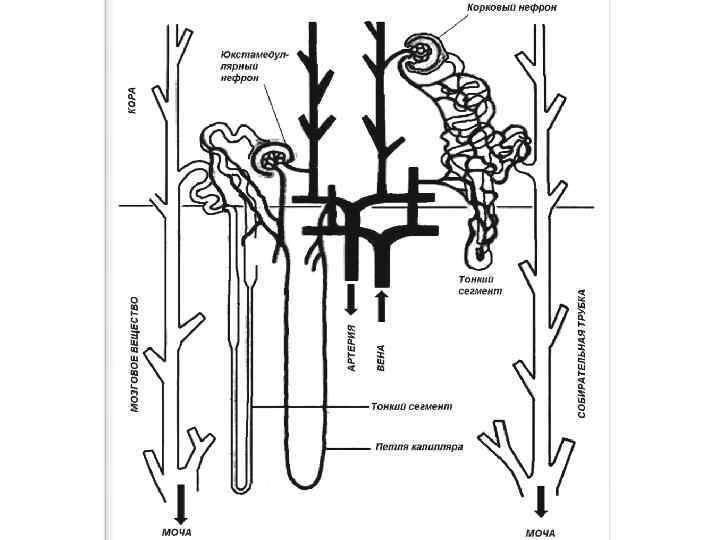Схема строения почки млекопитающих
